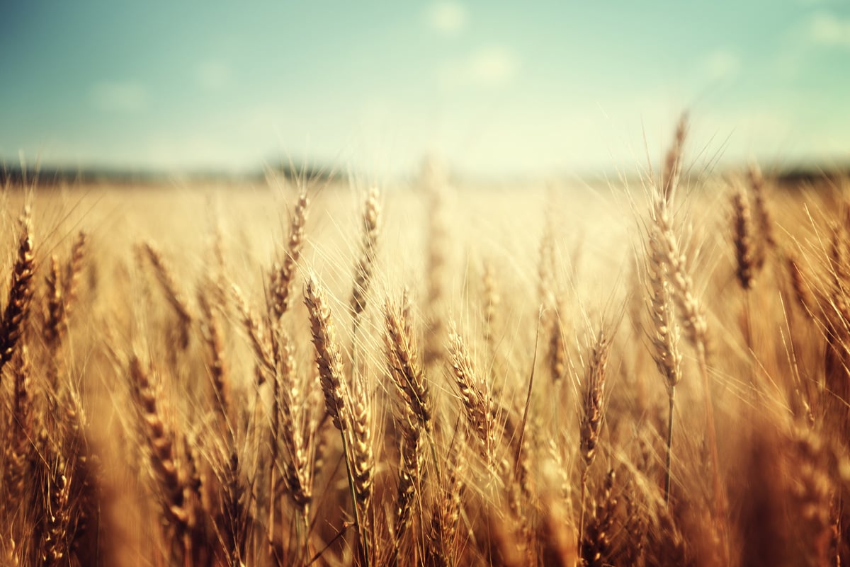 golden wheat field and sunny day